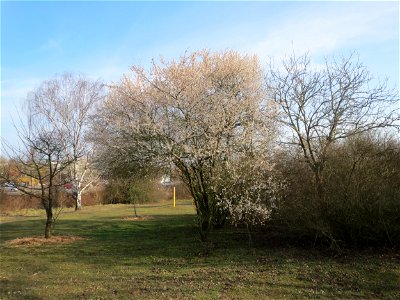 Kirschpflaume (Prunus cerasifera) in Hockenheim