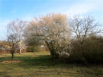 Kirschpflaume (Prunus cerasifera) in Hockenheim photo