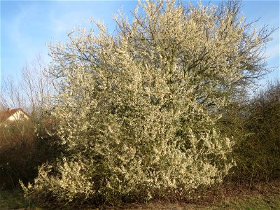 Kirschpflaume (Prunus cerasifera) in Hockenheim