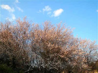 Kirschpflaume (Prunus cerasifera) in Hockenheim photo