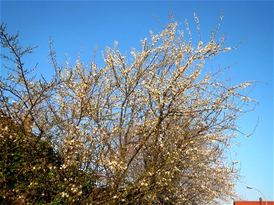 Kirschpflaume (Prunus cerasifera) in Hockenheim photo