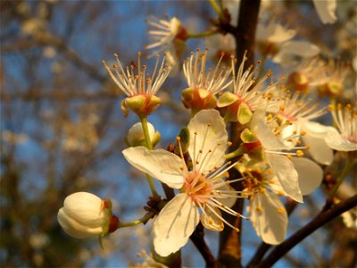 Kirschpflaume (Prunus cerasifera) in Hockenheim photo