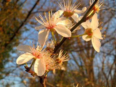 Kirschpflaume (Prunus cerasifera) in Hockenheim