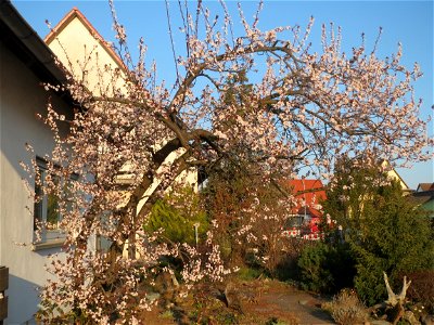 Kirschpflaume (Prunus cerasifera) in Hockenheim photo