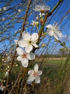 Blühende Kirschpflaume (Prunus cerasifera) im Hockenheimer Rheinbogen