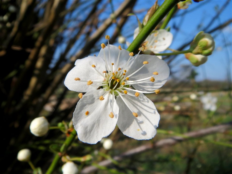 Blühende Kirschpflaume (Prunus cerasifera) im Hockenheimer Rheinbogen