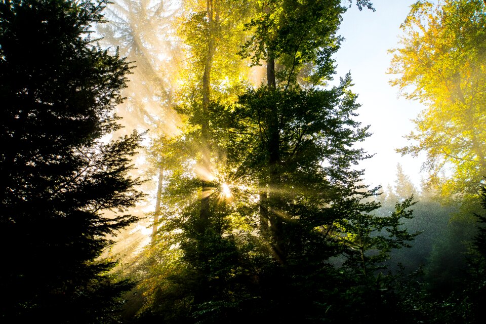 Nature landscape trees