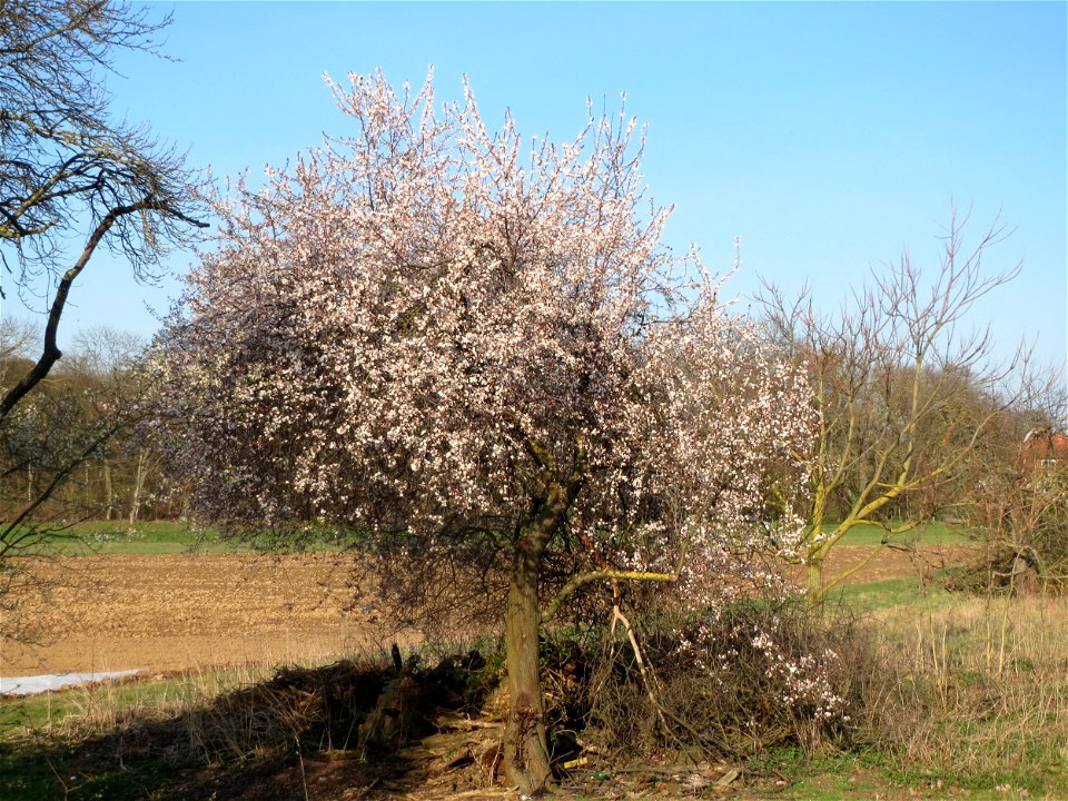 Blühende Kirschpflaume (Prunus cerasifera) im Hockenheimer Rheinbogen