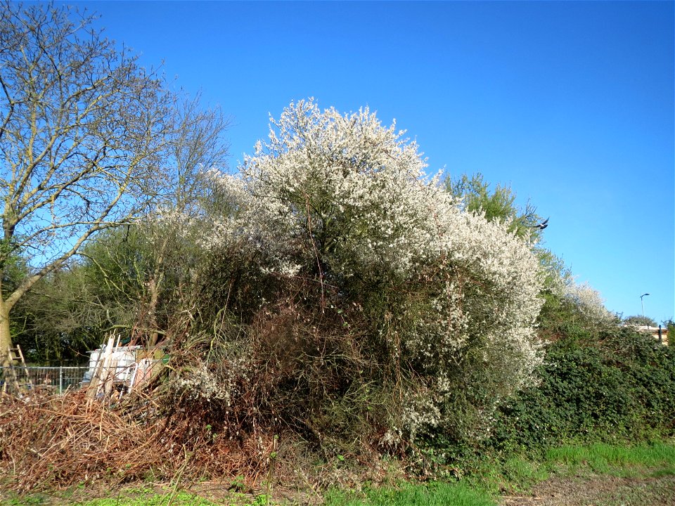 Kirschpflaume (Prunus cerasifera) in Hockenheim