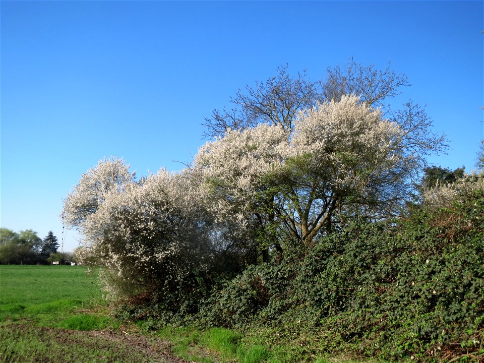 Kirschpflaume (Prunus cerasifera) in Hockenheim