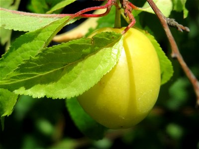 Kirschpflaume (Prunus cerasifera) bei Reilingen photo