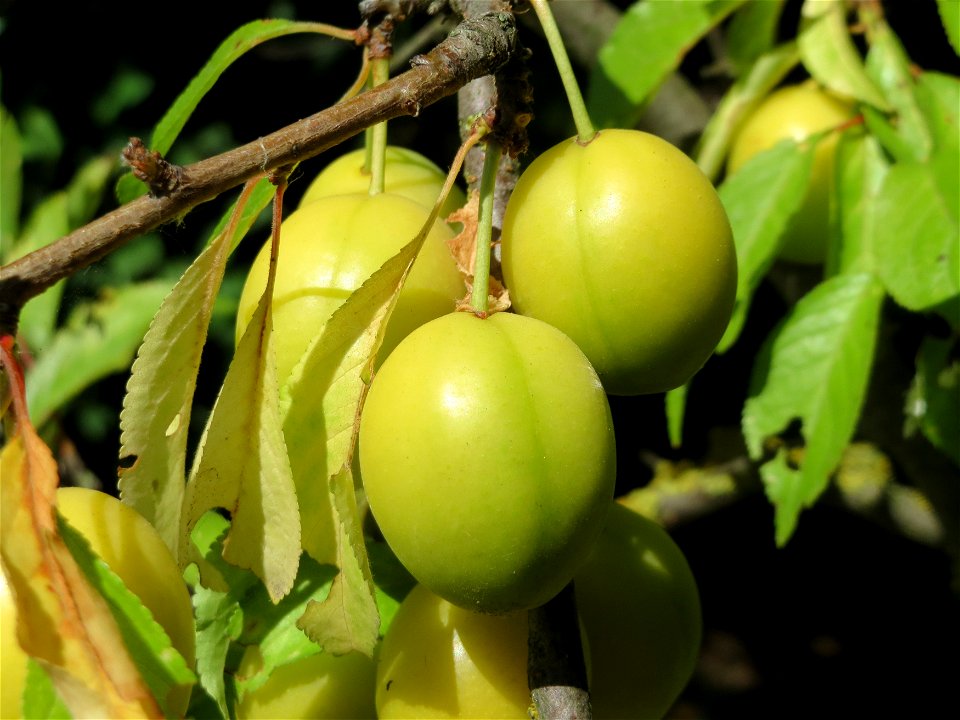 Kirschpflaume (Prunus cerasifera) bei Reilingen