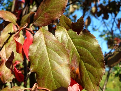 Kirschpflaume (Prunus cerasifera) in Hockenheim