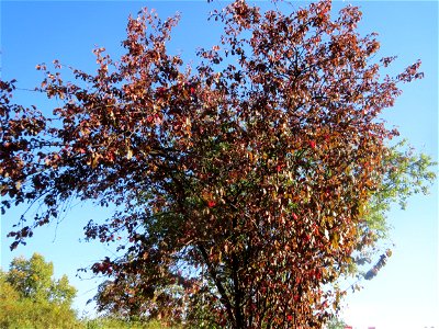 Kirschpflaume (Prunus cerasifera) in Hockenheim