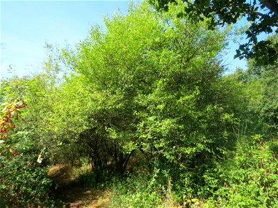 Kirschpflaume (Prunus cerasifera) im Almet bei Sankt Arnual