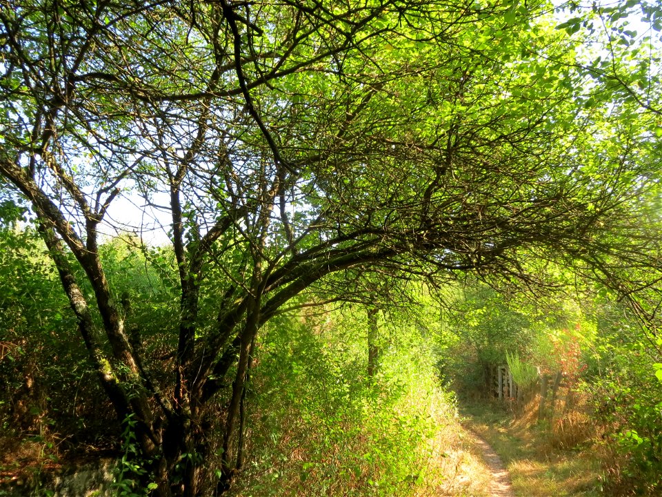 Kirschpflaume (Prunus cerasifera) im Almet bei Sankt Arnual