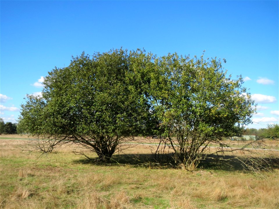 Kirschpflaume (Prunus cerasifera) am Rand vom Naturschutzgebiet Gewann Frankreich-Wiesental