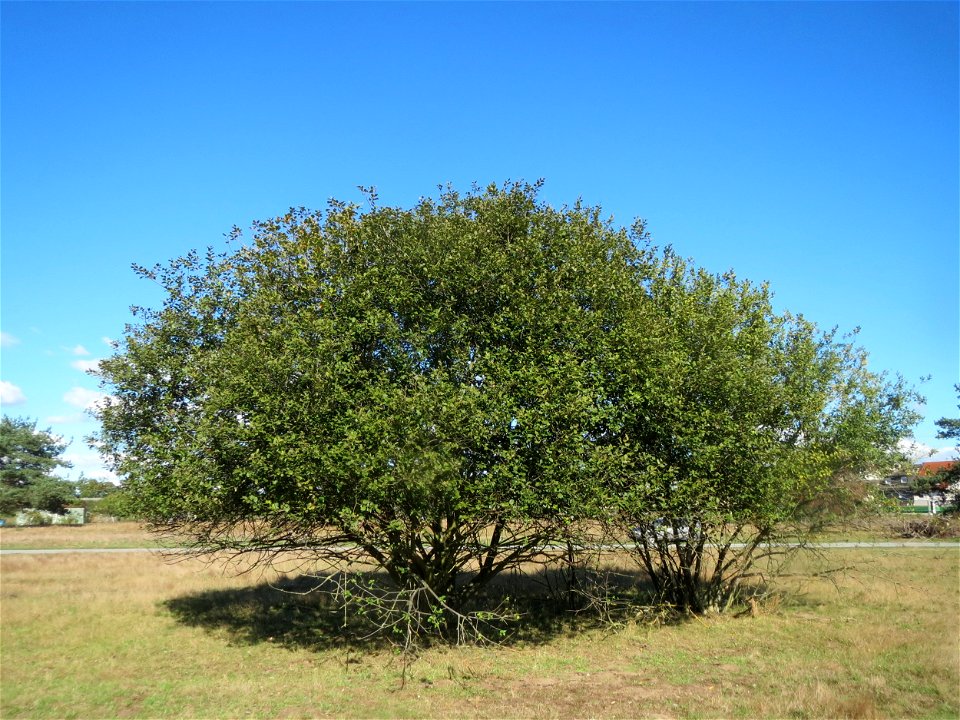 Kirschpflaume (Prunus cerasifera) am Rand vom Naturschutzgebiet Gewann Frankreich-Wiesental
