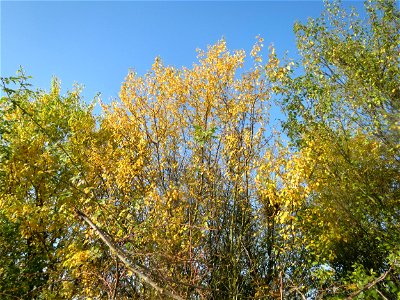 Kirschpflaume (Prunus cerasifera) bei Reilingen