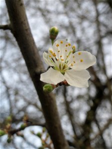 Die ersten Blüten der Kirschpflaume (Prunus cerasifera) im Landesgartenschaupark in Hockenheim photo