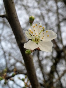 Die ersten Blüten der Kirschpflaume (Prunus cerasifera) im Landesgartenschaupark in Hockenheim