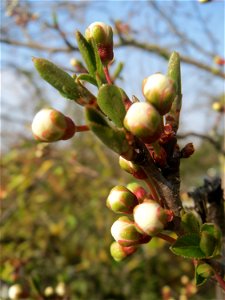 Blütenknospen der Kirschpflaume (Prunus cerasifera) in Hockenheim