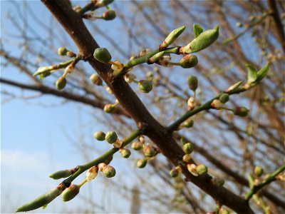 Kirschpflaume (Prunus cerasifera) im Hockenheimer Rheinbogen