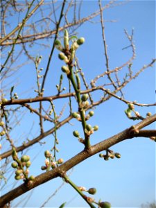 Kirschpflaume (Prunus cerasifera) im Hockenheimer Rheinbogen