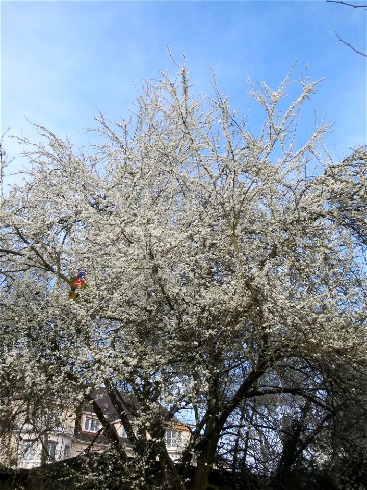 Blühende Kirschpflaume (Prunus cerasifera) am Staden in Saarbrücken