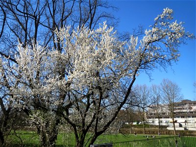 Blühende Kirschpflaume (Prunus cerasifera) an der Saar in Alt-Saarbrücken
