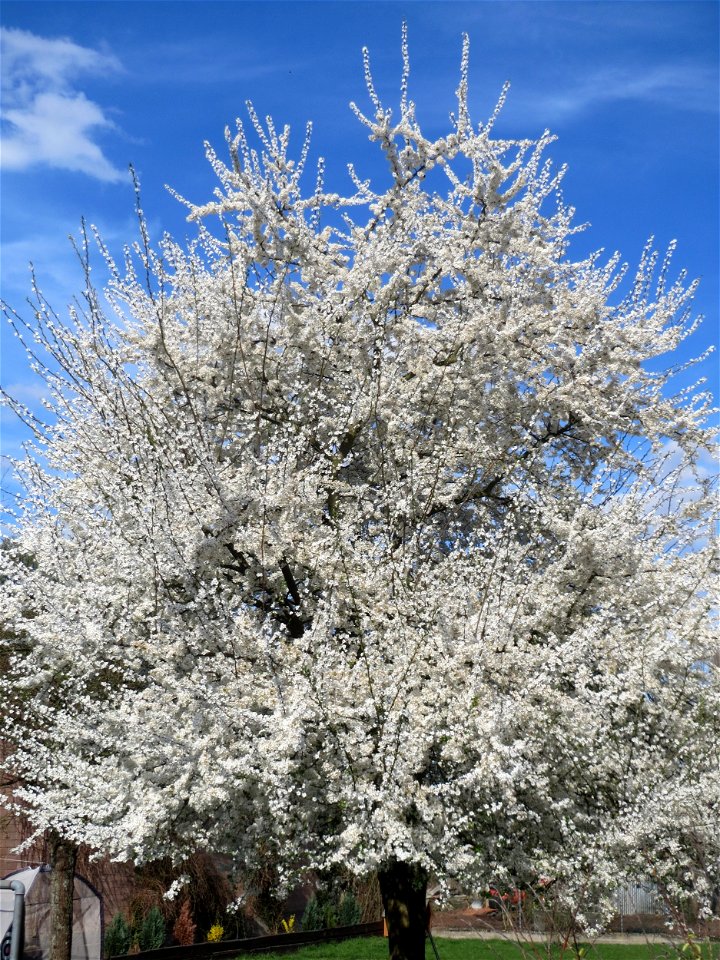 Blühende Kirschpflaume (Prunus cerasifera) in Bruchmühlbach-Miesau - im Allgemeine wird dieser Baum mit der Mirabelle verwechselt