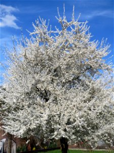 Blühende Kirschpflaume (Prunus cerasifera) in Bruchmühlbach-Miesau - im Allgemeine wird dieser Baum mit der Mirabelle verwechselt