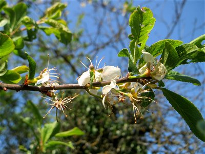 Die letzten Blüten der Kirschpflaume (Prunus cerasifera) auf einem Grünstreifen zwischen Eisenbahnstraße und Am Damm in Hockenheim