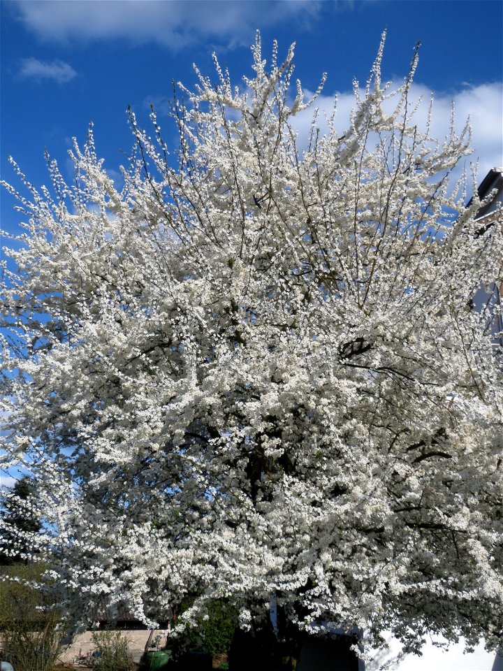 Blühende Kirschpflaume (Prunus cerasifera) in Bruchmühlbach-Miesau - im Allgemeine wird dieser Baum mit der Mirabelle verwechselt