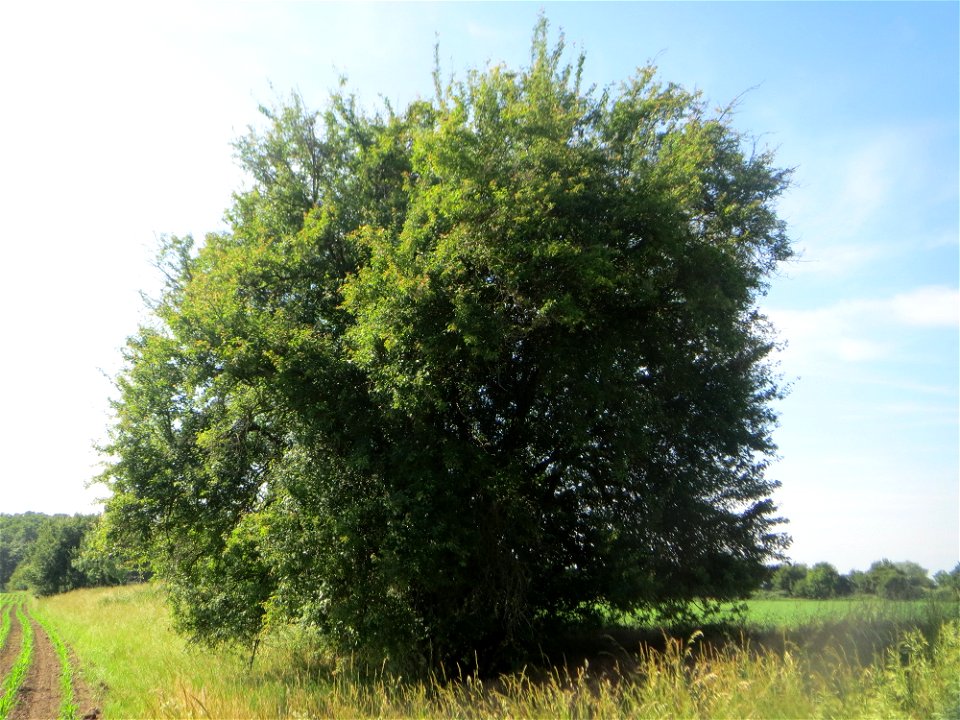 Kirschpflaume (Prunus cerasifera) im Landschaftsschutzgebiet „Hockenheimer Rheinbogen“