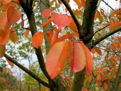 Kirschpflaume (Prunus cerasifera) an der A61 bei Hockenheim - in steter Regelmäßigkeit mit der Mirabelle verwechselt