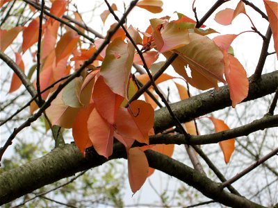 Kirschpflaume (Prunus cerasifera) an der A61 bei Hockenheim - in steter Regelmäßigkeit mit der Mirabelle verwechselt