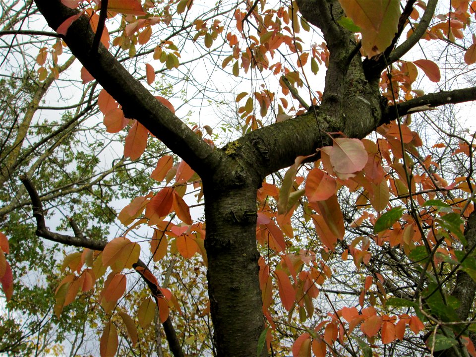 Kirschpflaume (Prunus cerasifera) an der A61 bei Hockenheim - in steter Regelmäßigkeit mit der Mirabelle verwechselt