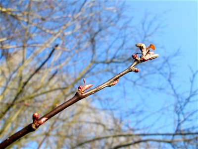 Knospen einer rot blühenden Kirschpflaume (Prunus cerasifera) am Kraichbach in Hockenheim photo