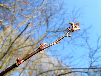 Knospen einer rot blühenden Kirschpflaume (Prunus cerasifera) am Kraichbach in Hockenheim