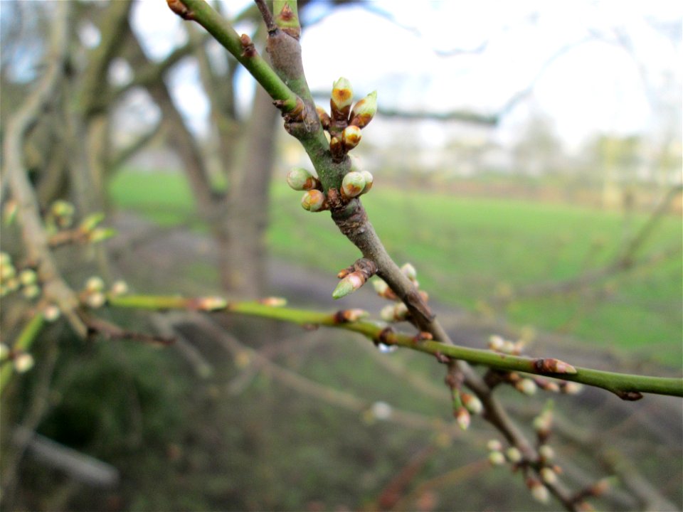 Blütenknospen der Kirschpflaume (Prunus cerasifera) in Alt-Saarbrücken - häufig mit der Mirabelle verwechselt