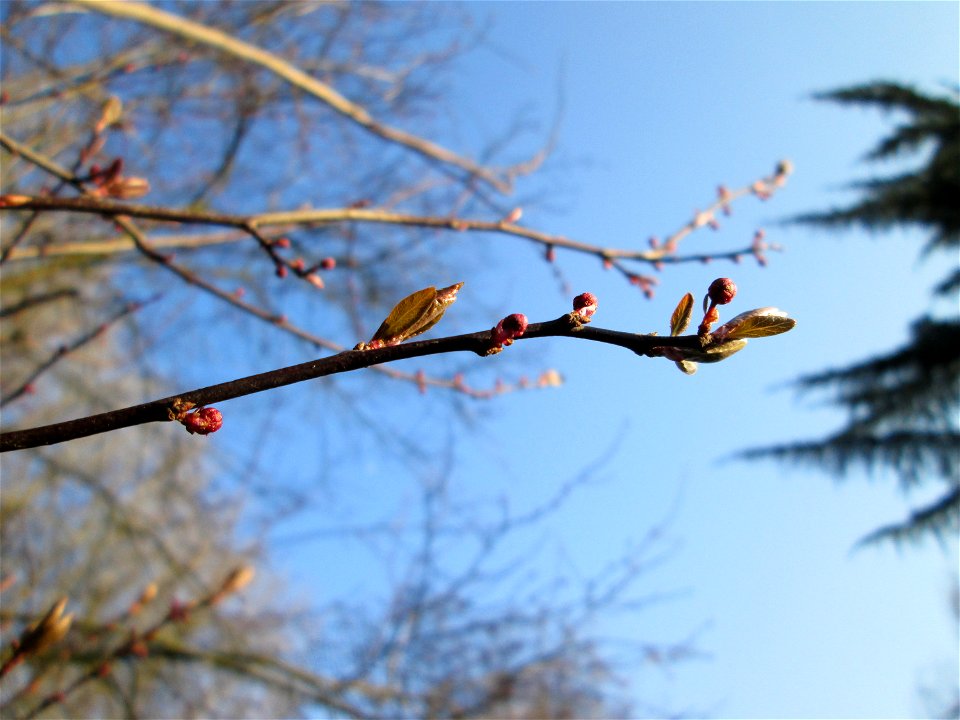 Knospen einer rot blühenden Kirschpflaume (Prunus cerasifera) am Kraichbach in Hockenheim