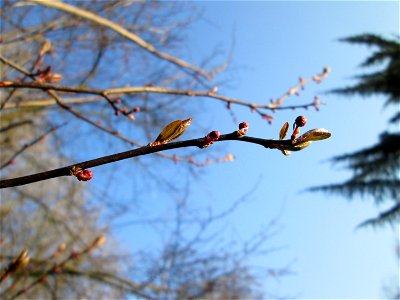 Knospen einer rot blühenden Kirschpflaume (Prunus cerasifera) am Kraichbach in Hockenheim photo