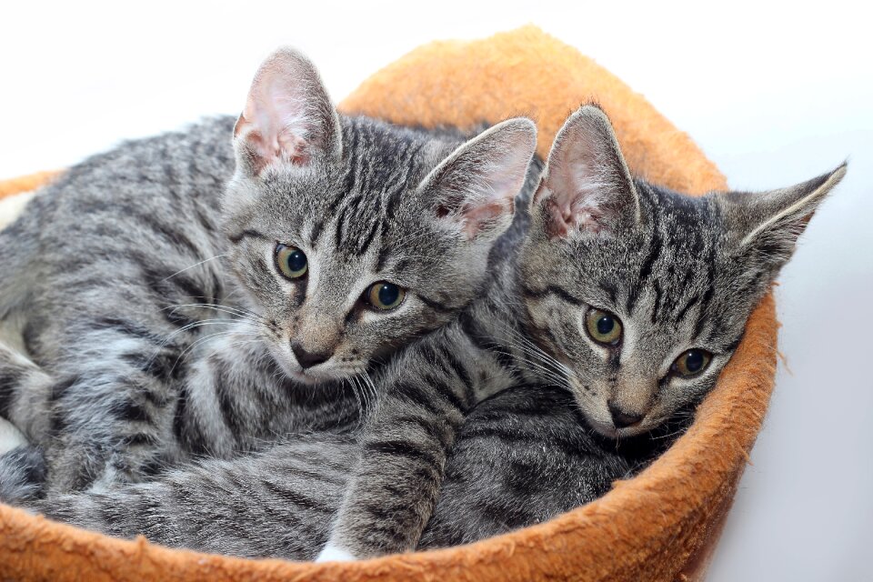 Kitten cute animal world