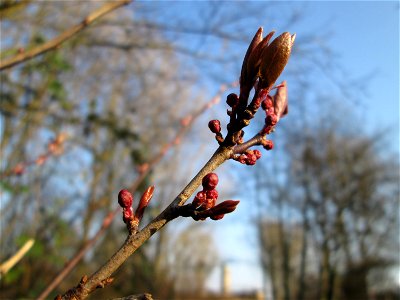 Knospen einer rot blühenden Kirschpflaume (Prunus cerasifera) am Kraichbach in Hockenheim