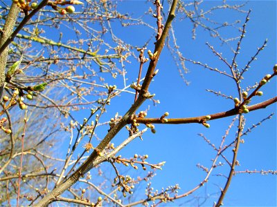 Aufglühende Kirschpflaume (Prunus cerasifera) bei Reilingen - an diesem Standort an einem Brückendamm der Rheinbahn blüht die Kirschpflaume stets als eine der ersten ihrer Art