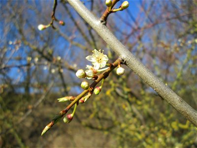 Aufblühende Kirschpflaume (Prunus cerasifera) bei Reilingen - an diesem Standort an einem Brückendamm der Rheinbahn blüht die Kirschpflaume stets als eine der ersten ihrer Art