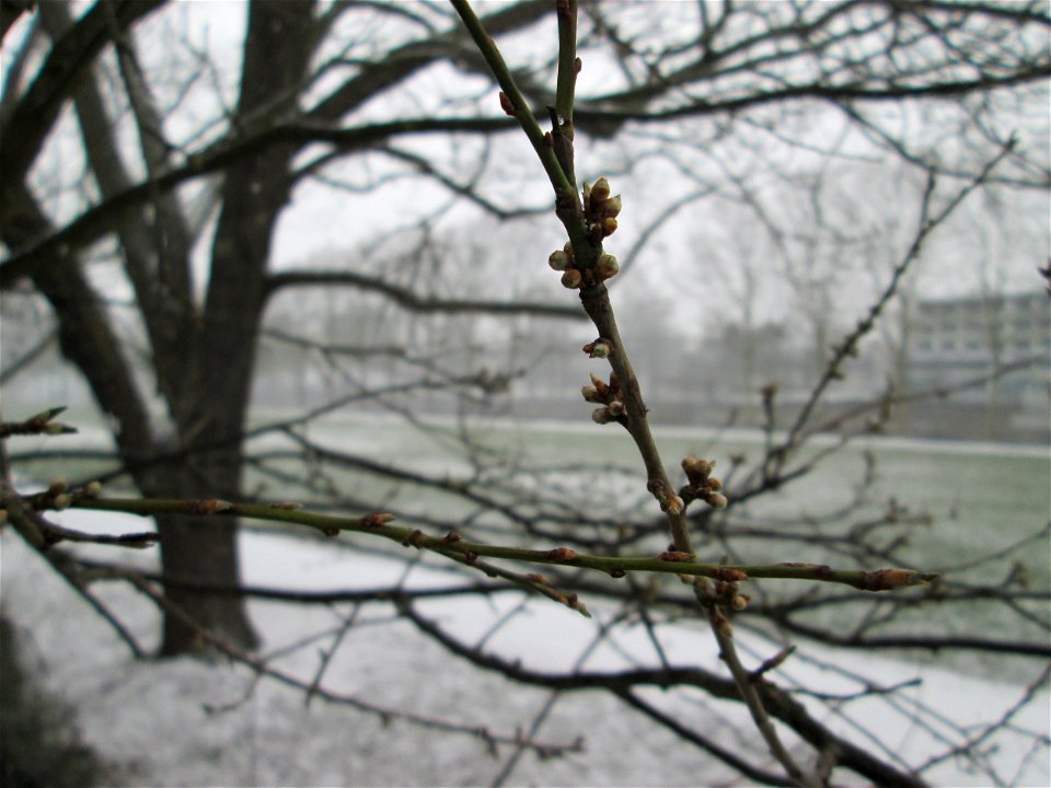 Blütenknospen der Kirschpflaume (Prunus cerasifera) in Alt-Saarbrücken - häufig mit der Mirabelle verwechselt