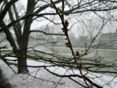 Blütenknospen der Kirschpflaume (Prunus cerasifera) in Alt-Saarbrücken - häufig mit der Mirabelle verwechselt