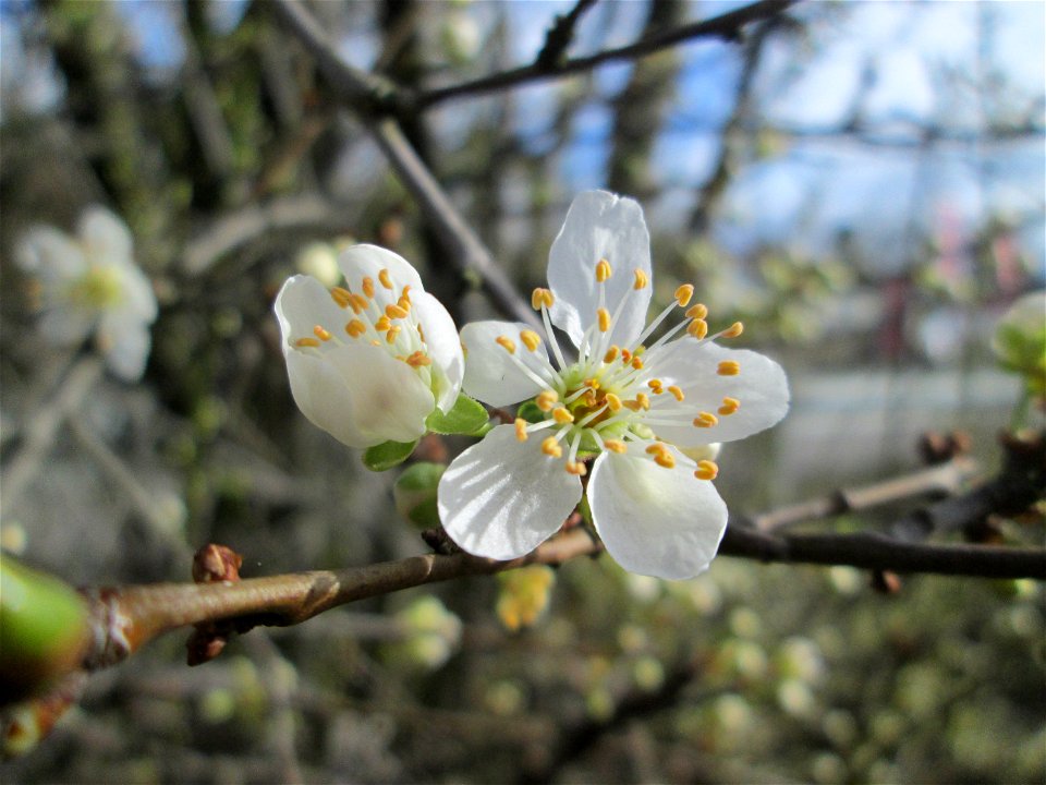 Kirschpflaume (Prunus cerasifera) in Hockenheim